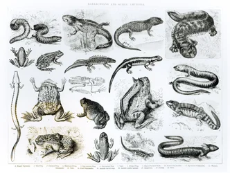 Batrachier und andere Amphibien